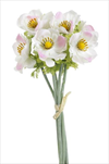 Uk Anemone kytička - velkoobchod, dovoz květin, řezané květiny Brno
