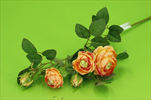 UK Růže větev mini 52cm oranž. - velkoobchod, dovoz květin, řezané květiny Brno