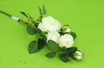 UK Růže větev mini 52cm Ecru - velkoobchod, dovoz květin, řezané květiny Brno