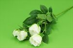 Uk růže větev  - velkoobchod, dovoz květin, řezané květiny Brno