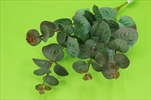 Uk eucalyptus burgundy-green - velkoobchod, dovoz květin, řezané květiny Brno