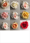 Uk Květ růže Art II 5cm - velkoobchod, dovoz květin, řezané květiny Brno