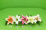 UK lilie latex 38cm - velkoobchod, dovoz květin, řezané květiny Brno