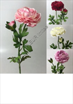 UK Ranunculus x2 60cm - velkoobchod, dovoz květin, řezané květiny Brno