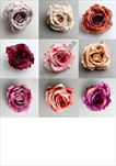 Uk květ růže 9cm - velkoobchod, dovoz květin, řezané květiny Brno