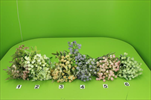 Uk Keřík gypsophila mix - velkoobchod, dovoz květin, řezané květiny Brno