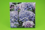 DO UBROUSKY 33X33CM 20KS Lilac Hydrangea - velkoobchod, dovoz květin, řezané květiny Brno