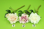 Uk Zinnia 45cm mix růžová/bílá/fialová - velkoobchod, dovoz květin, řezané květiny Brno