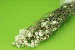 Su Ammobium bílé - velkoobchod, dovoz květin, řezané květiny Brno