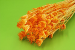 Su Nigella x100g pastel orange - velkoobchod, dovoz květin, řezané květiny Brno