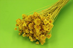 Su Hill flower 100g žlutý - velkoobchod, dovoz květin, řezané květiny Brno