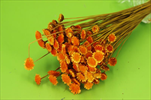 Su Margherita extra 50g oranž - velkoobchod, dovoz květin, řezané květiny Brno