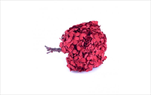 Sk Hortensia standard red - velkoobchod, dovoz květin, řezané květiny Brno
