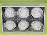 Sk Hlavy růže extra white 6pcs - velkoobchod, dovoz květin, řezané květiny Brno