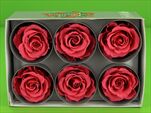 Sk Hlavy růže extra dark pink 6pcs - velkoobchod, dovoz květin, řezané květiny Brno