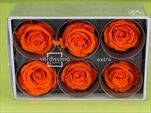 Sk Hlavy růže extra orange 6pcs - velkoobchod, dovoz květin, řezané květiny Brno