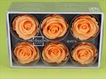 Sk Hlavy růže extra peach 6pcs - velkoobchod, dovoz květin, řezané květiny Brno