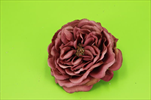 Uk Růže květ anglická - velkoobchod, dovoz květin, řezané květiny Brno