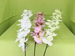 UK orchidea 120cm - velkoobchod, dovoz květin, řezané květiny Brno
