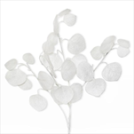 Lunárie větev umělá 70 cm bílá - velkoobchod, dovoz květin, řezané květiny Brno