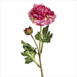 Ranunculus textil 40cm růžová - velkoobchod, dovoz květin, řezané květiny Brno
