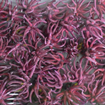 Spidergums claws frosted red tray 50ks - velkoobchod, dovoz květin, řezané květiny Brno