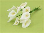 Kala pěna 10ks 13cm bílá - velkoobchod, dovoz květin, řezané květiny Brno