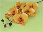 Orchidej umělá tm. žlutá - velkoobchod, dovoz květin, řezané květiny Brno