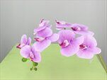 Orchidej umělá sv.fialová - velkoobchod, dovoz květin, řezané květiny Brno
