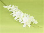Orchidej umělá bílá - velkoobchod, dovoz květin, řezané květiny Brno