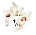 Magnolie umělá V45cm bílá - velkoobchod, dovoz květin, řezané květiny Brno