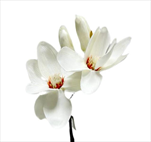 Magnolie umělá 32cm bílá - velkoobchod, dovoz květin, řezané květiny Brno