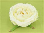 Růže Austin vazbová pr.10cm 6ks bílá - velkoobchod, dovoz květin, řezané květiny Brno