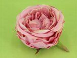 Růže Austin vazbová pr.10cm 6ks růžová - velkoobchod, dovoz květin, řezané květiny Brno