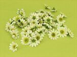 Mini kopretina textil 60ks/2,5cm bílá - velkoobchod, dovoz květin, řezané květiny Brno