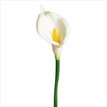 Kala umělá 63cm bílá - velkoobchod, dovoz květin, řezané květiny Brno
