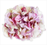 Hortenzie květ pr.20cm fialová mix - velkoobchod, dovoz květin, řezané květiny Brno