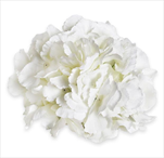 Hortenzie květ pr.20cm bílá - velkoobchod, dovoz květin, řezané květiny Brno