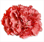Hortenzie květ pr.20cm korálová - velkoobchod, dovoz květin, řezané květiny Brno