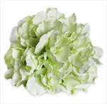 Hortenzie květ pr.20cm bílozelená - velkoobchod, dovoz květin, řezané květiny Brno