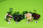 UK Maceška 23cm mix - velkoobchod, dovoz květin, řezané květiny Brno