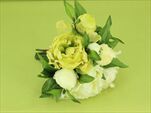 UK Peony bundle cream/green 25cm - velkoobchod, dovoz květin, řezané květiny Brno