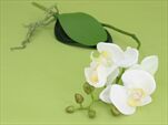 UK PHALENOPSIS BUSH WHITE 45CM - velkoobchod, dovoz květin, řezané květiny Brno