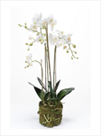 UK PHALENOPSIS WHITE PLANT 80CM - velkoobchod, dovoz květin, řezané květiny Brno