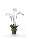 UK Phalaenopsis moss 90cm white - velkoobchod, dovoz květin, řezané květiny Brno