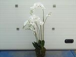 UK PHALENOPSIS WHITE PLANT 130CM - velkoobchod, dovoz květin, řezané květiny Brno