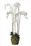 UK PHALENOPSIS WHITE PLANT 145CM - velkoobchod, dovoz květin, řezané květiny Brno
