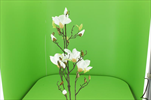 Uk Magnolia 105cm cream - velkoobchod, dovoz květin, řezané květiny Brno