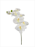 Uk phalaenopsis 80cm white - velkoobchod, dovoz květin, řezané květiny Brno