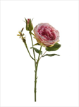 Uk rose anne 37cm pink - velkoobchod, dovoz květin, řezané květiny Brno
